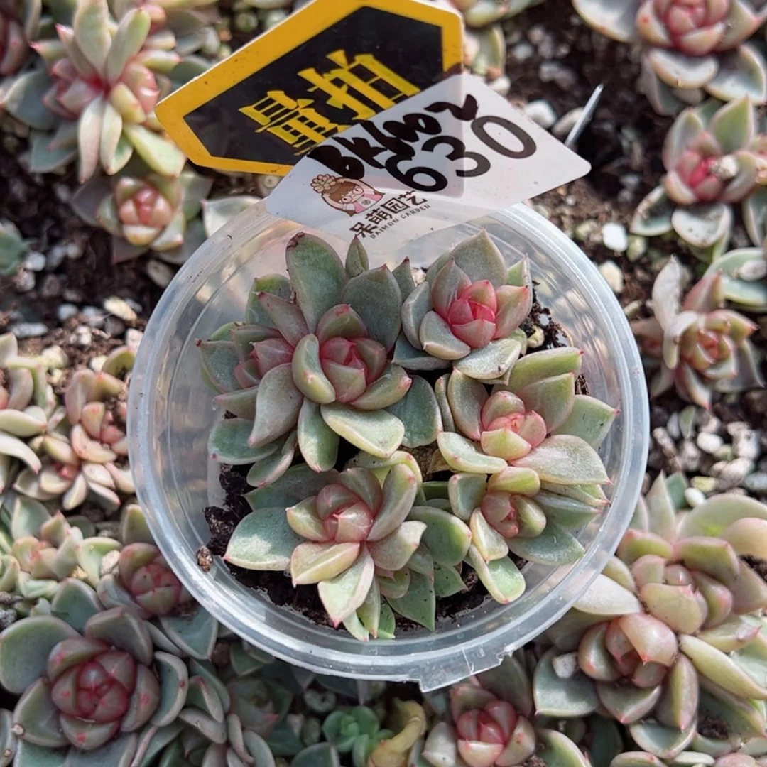 多肉植物多肉植物