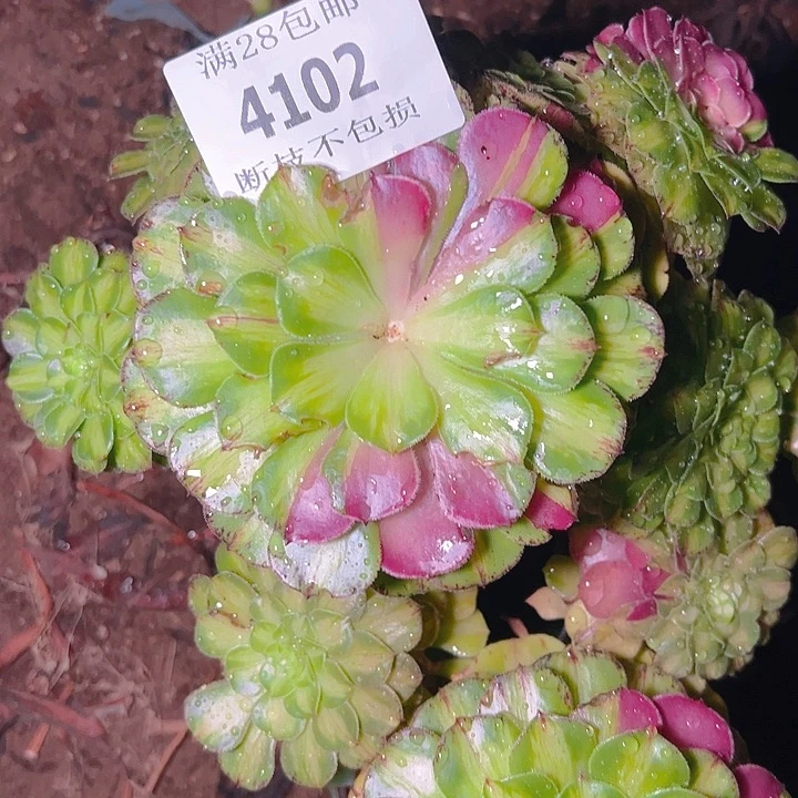 4102无根知否多肉植物