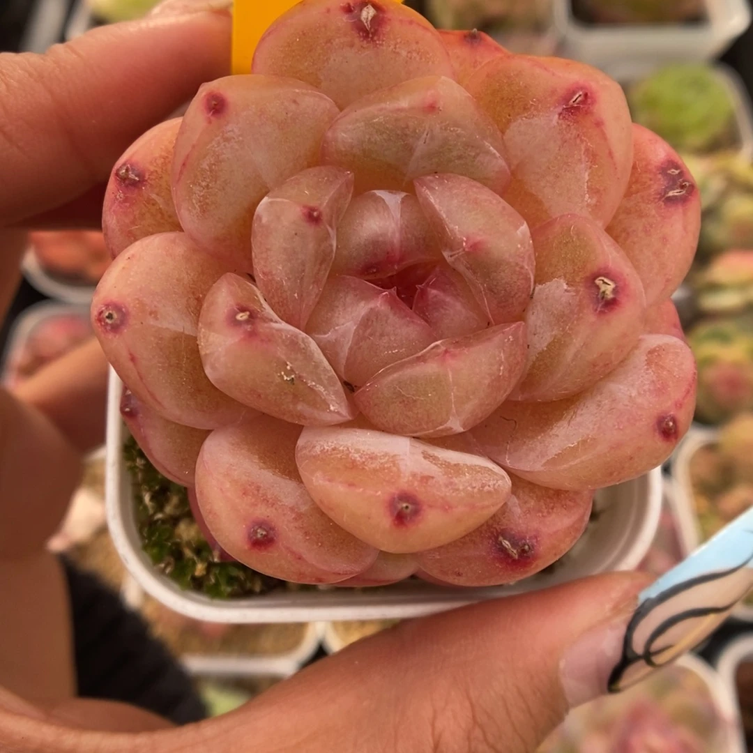 粉油透珍妮可拍652号
