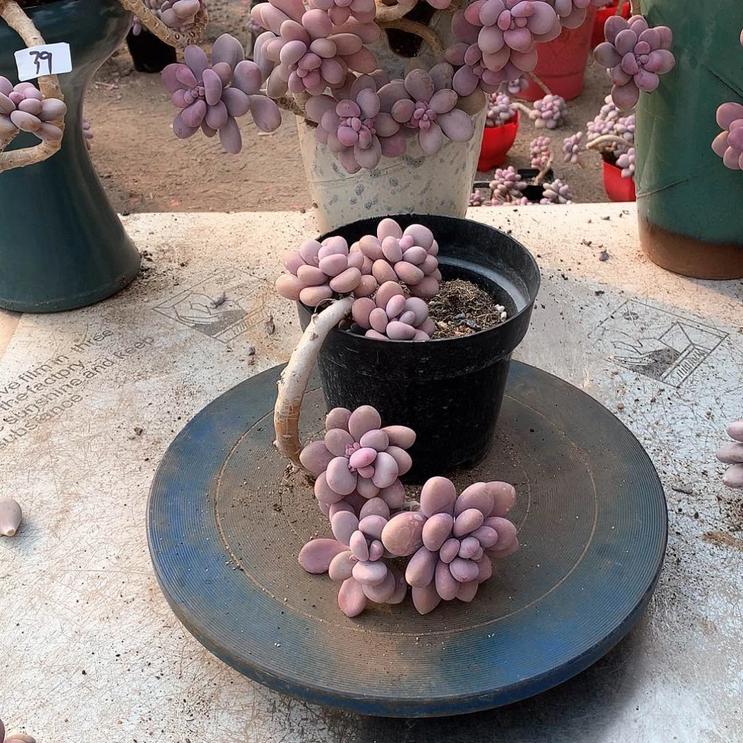 45一物一拍桃蛋老桩