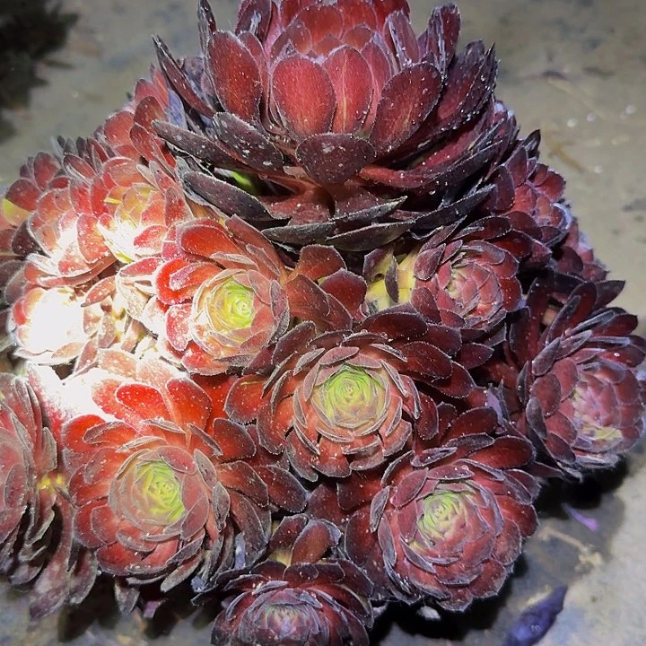 精品黑魔捧花亏本福利