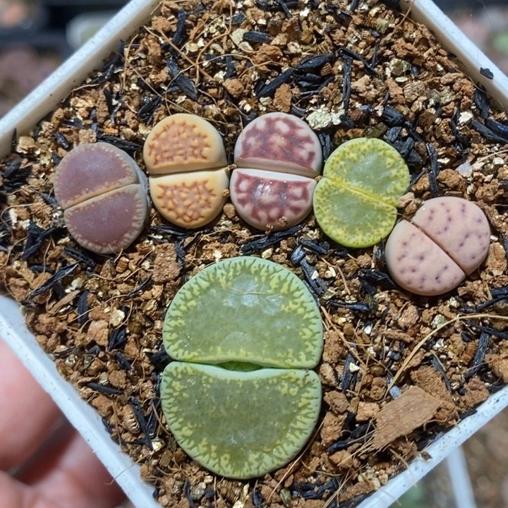优选漂亮脚丫特价