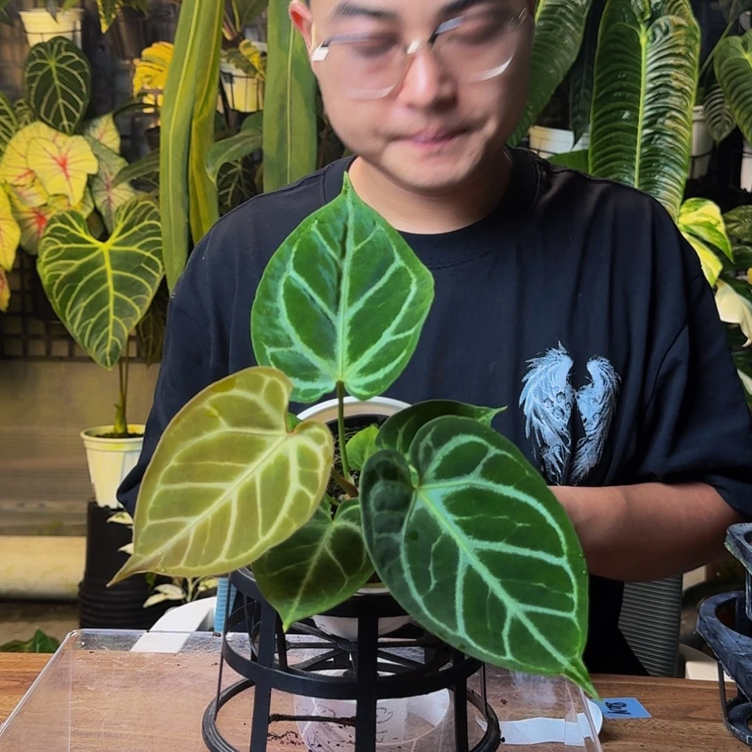 一***狗完全开放一物一拍Q119
