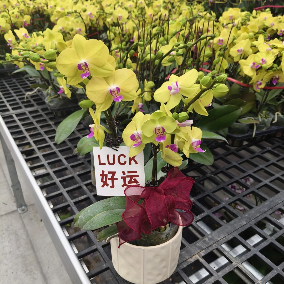 【米拉】蝴蝶兰 紫色大花型 四季花 室内花精品 源头基地直