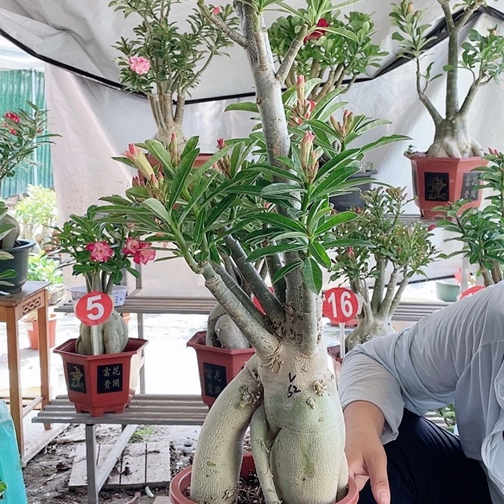 壬***完全开放沙漠玫瑰
