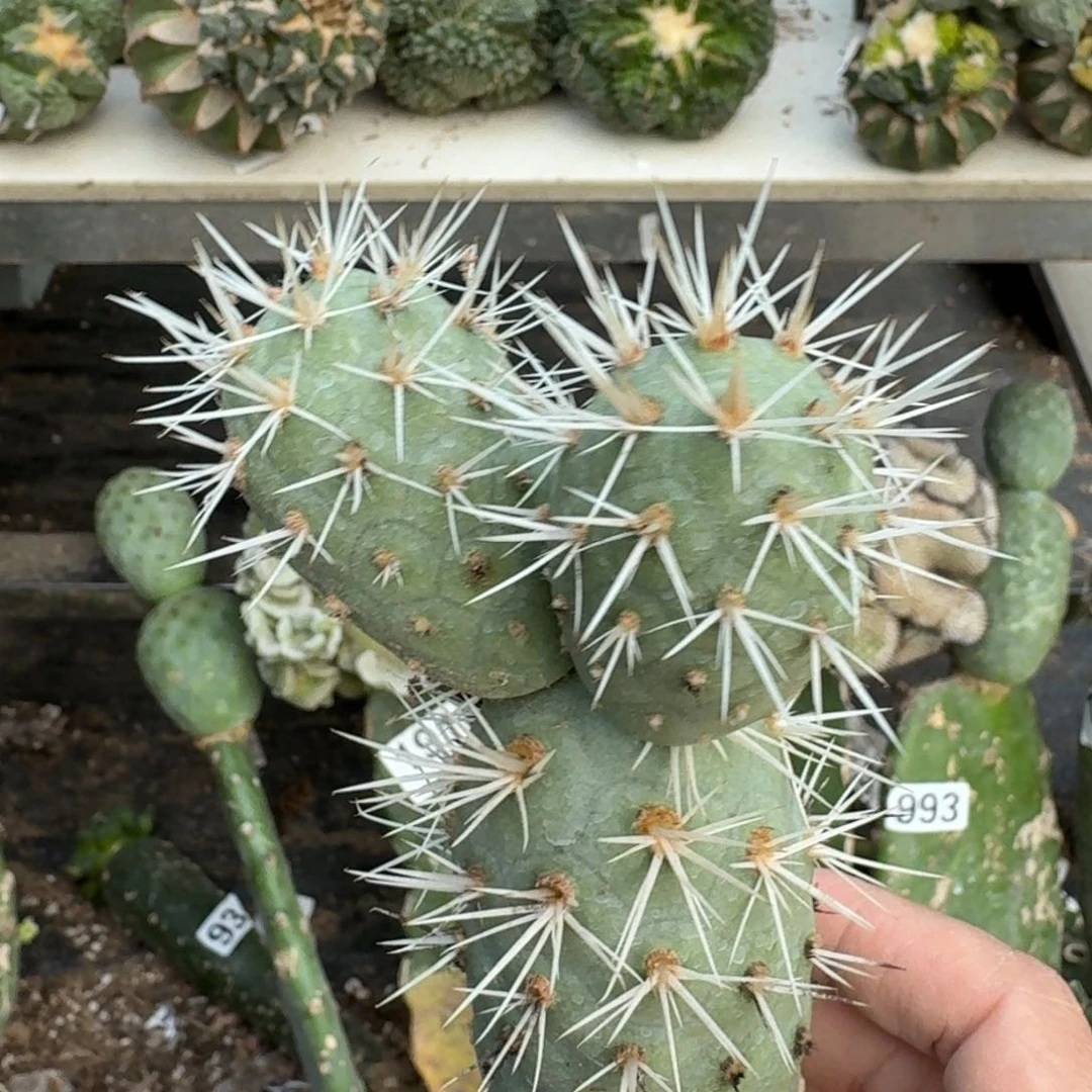 【闪购商品】无花朵米奇产地奶白刺