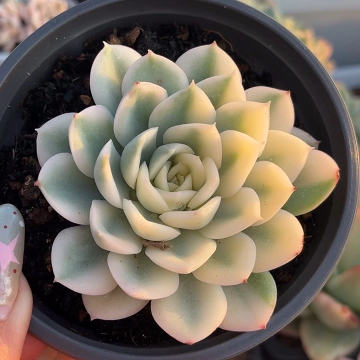 月亮仙子锦大锦边