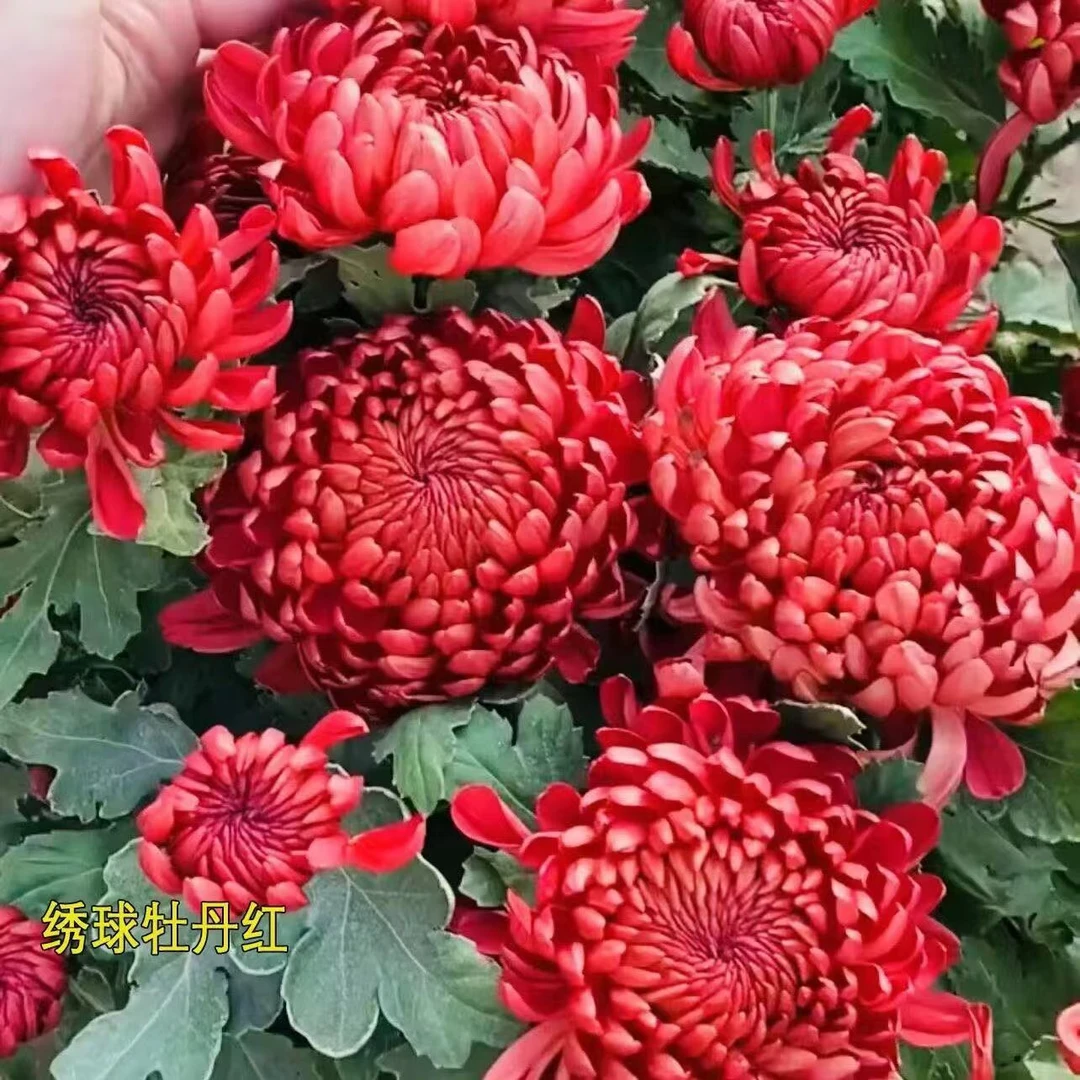 【红绣球菊花苗】大菊花苗一颗