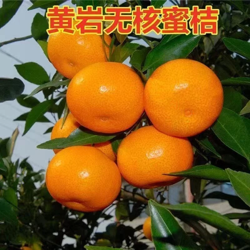 黄岩无核蜜桔苗 嫁接桔子树苗 甜橘子 黄岩蜜桔果树苗当年结果树