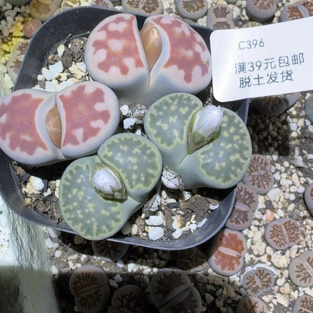 396多肉哈哈哈哈哈哈哈