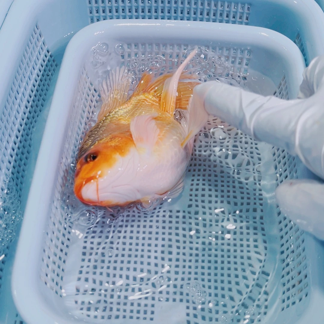 锦鲤锦鲤冷水鱼观赏126