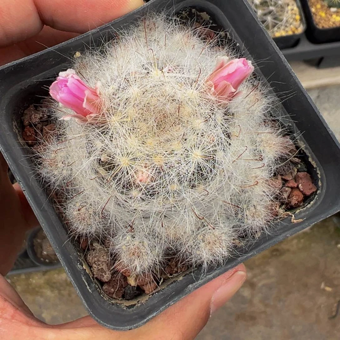 实生根小惑星大型多肉植物带盆土