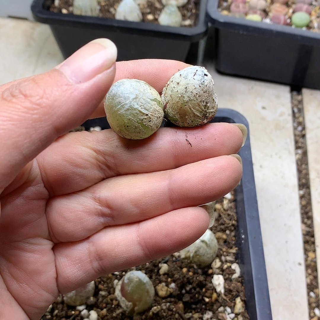 静*K389多肉植物保护