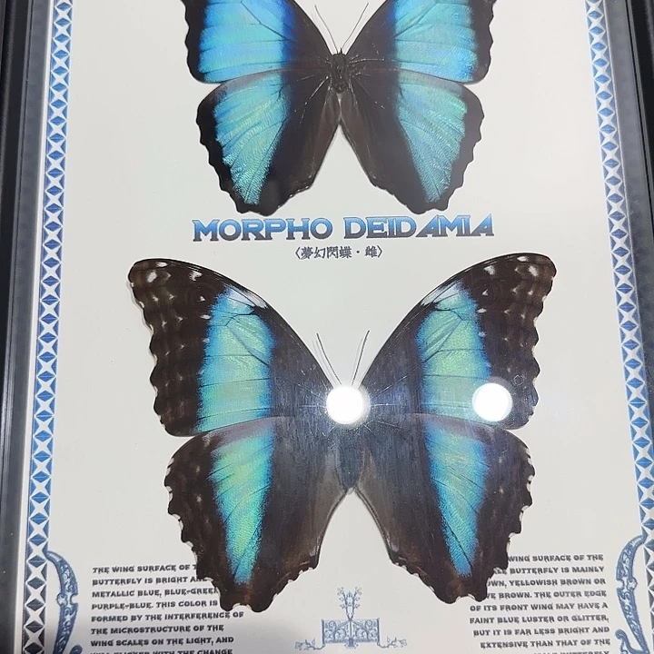 木***店梦幻组合款蝴蝶标本