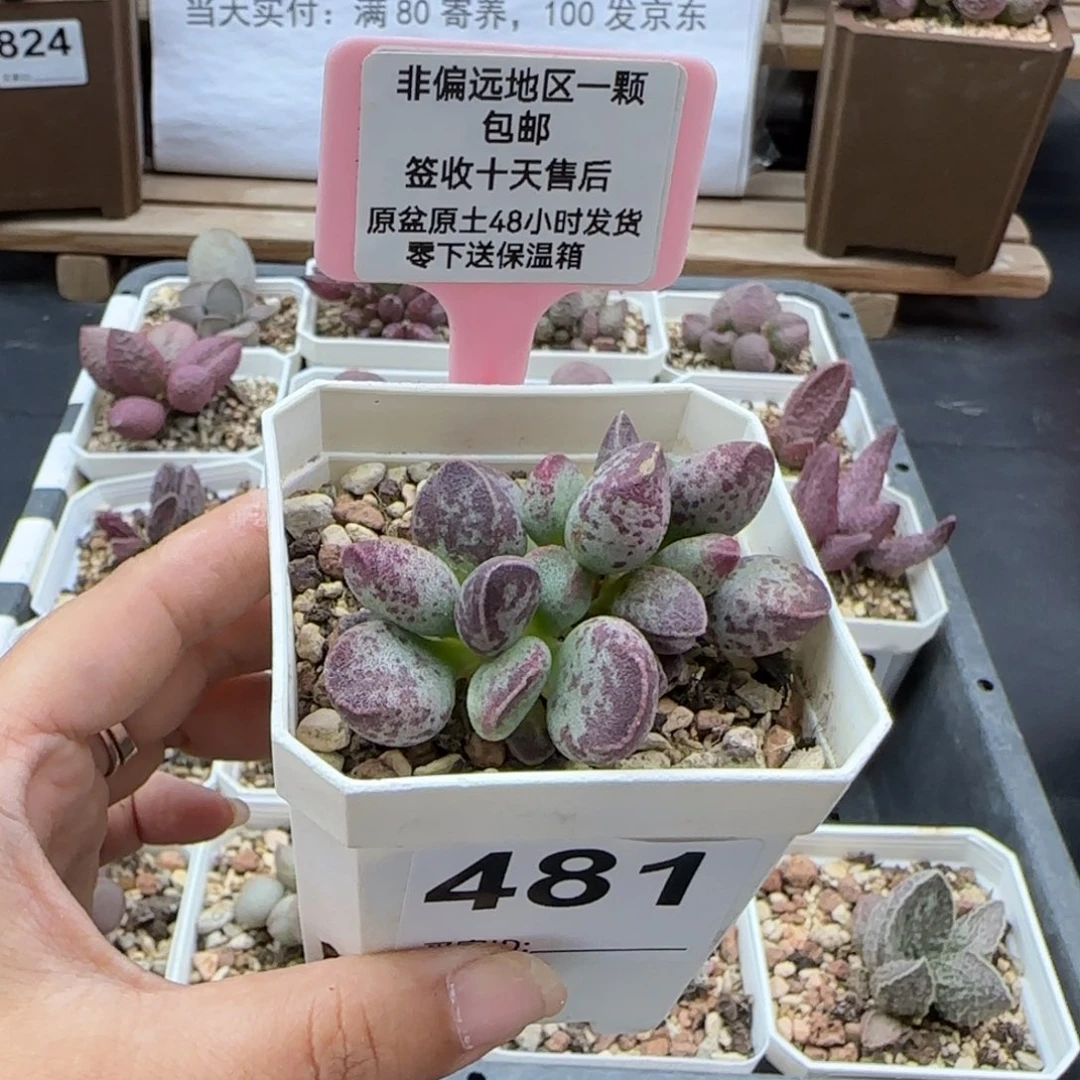 481艾薇多肉植物微瑕