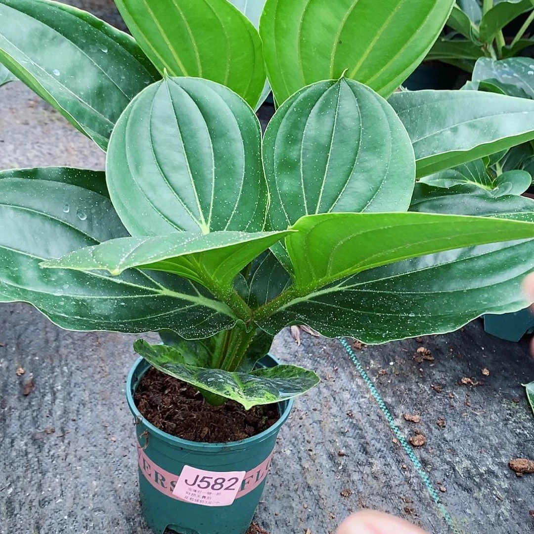 无花朵安**素木本花卉582