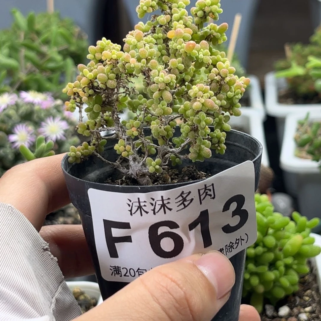 茉*?613小小米。