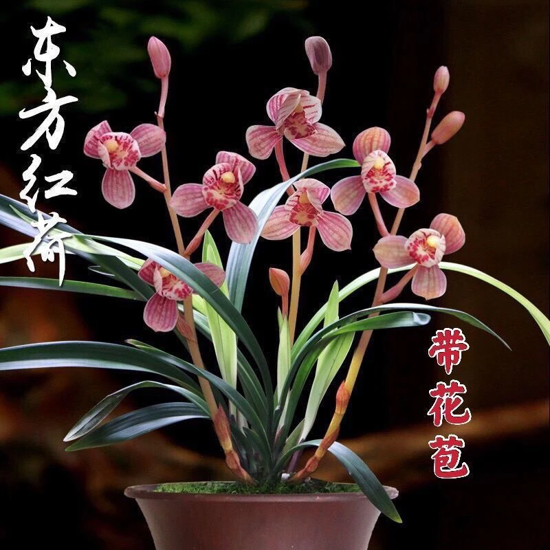 建兰东方红荷带花苞浓香型花卉绿植室内外好养易活