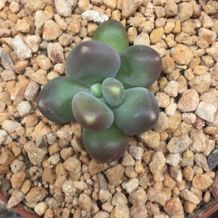 芭比亚 单头 一物一拍