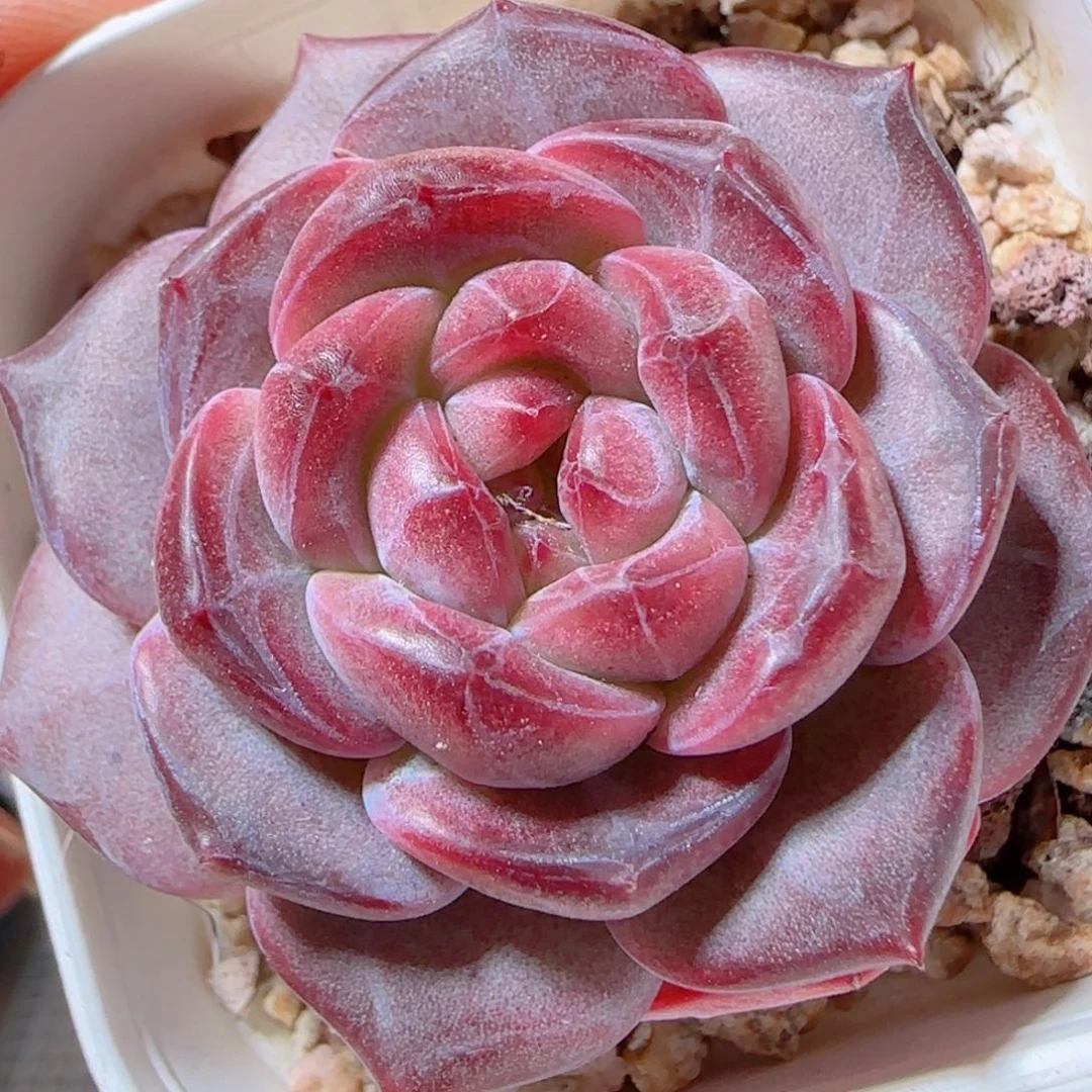 花语多肉1228-188