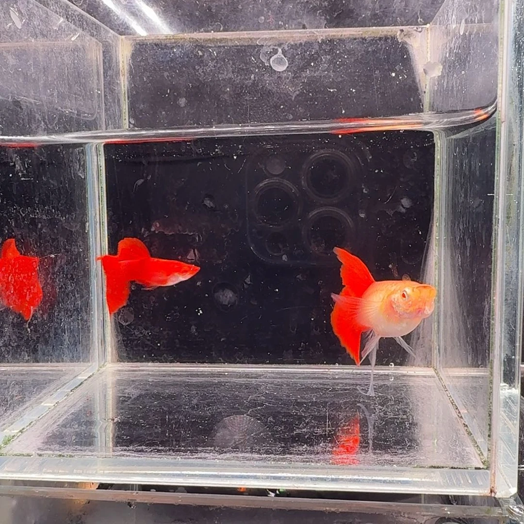 孔雀鱼血红缎带1对