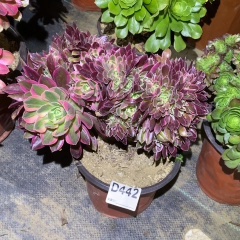 女神缀多肉植物法师不包损