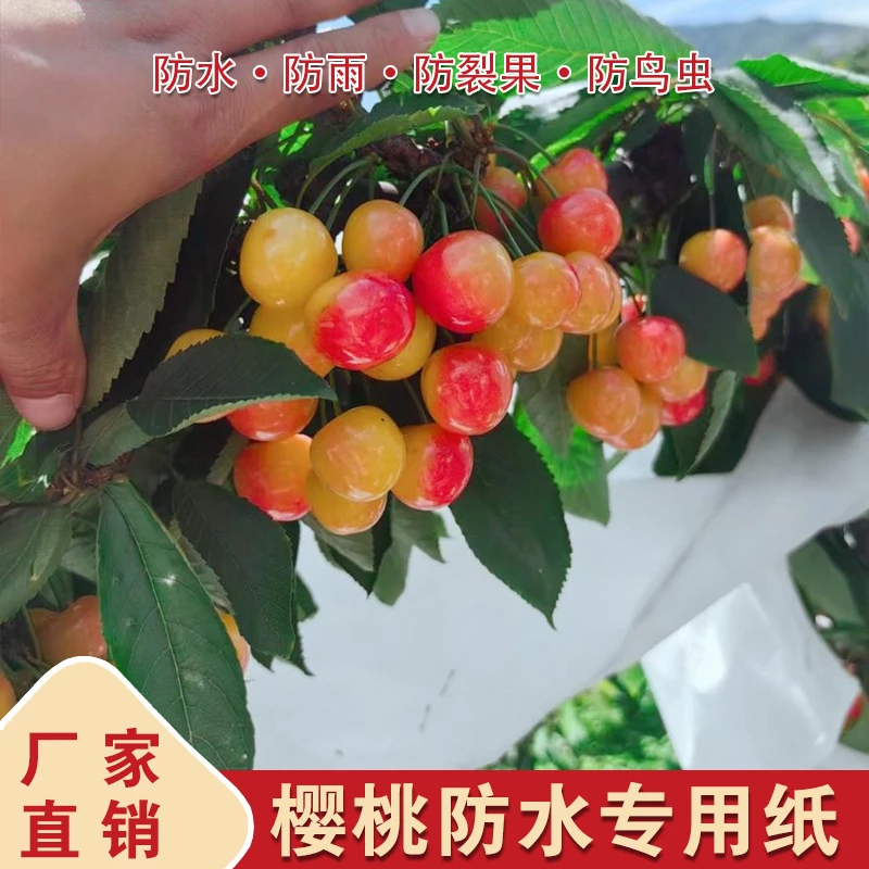 樱桃大白纸防雨纸防裂果防晒车厘子专用套袋60*70防水大尺寸透光