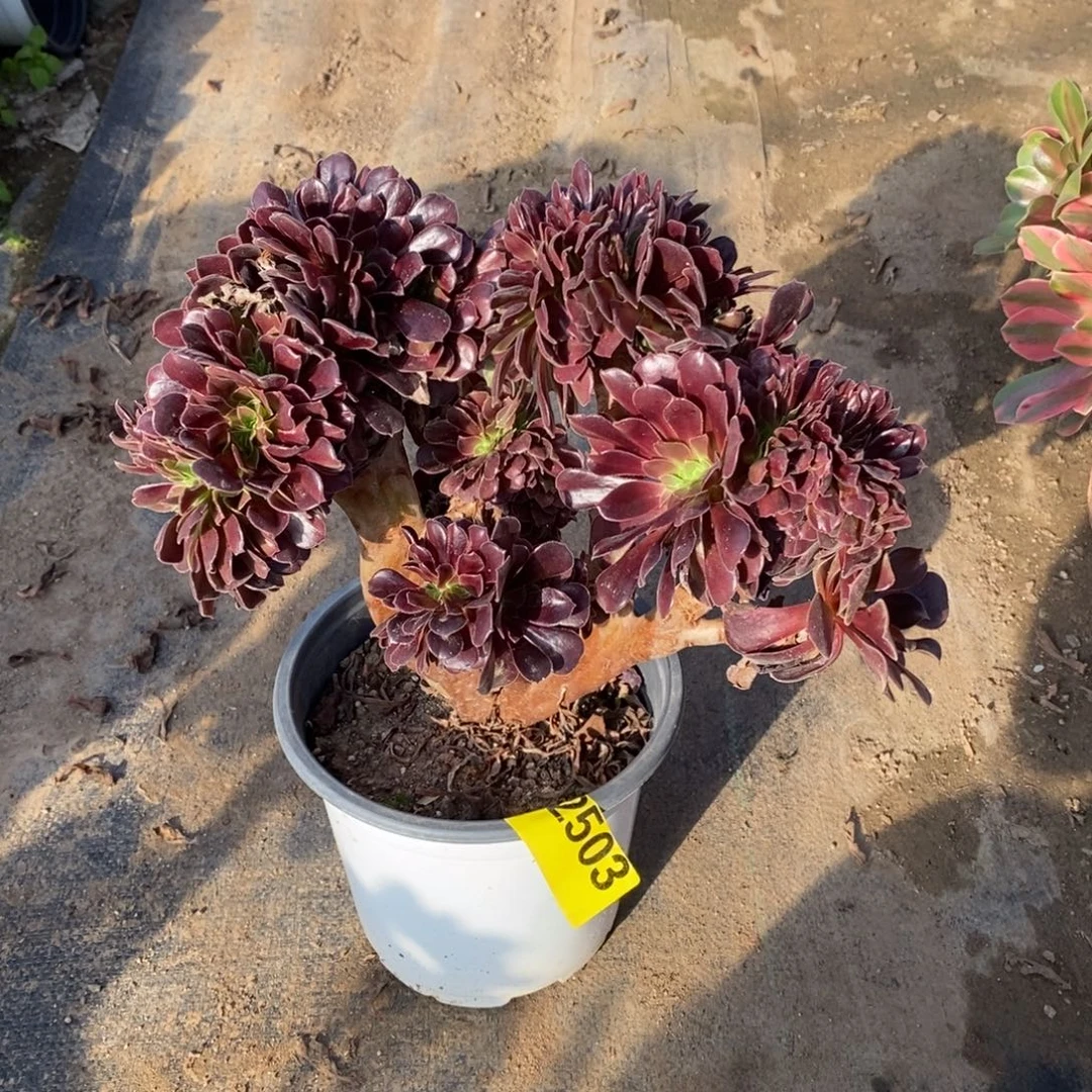 噢紫缀多肉法师2503