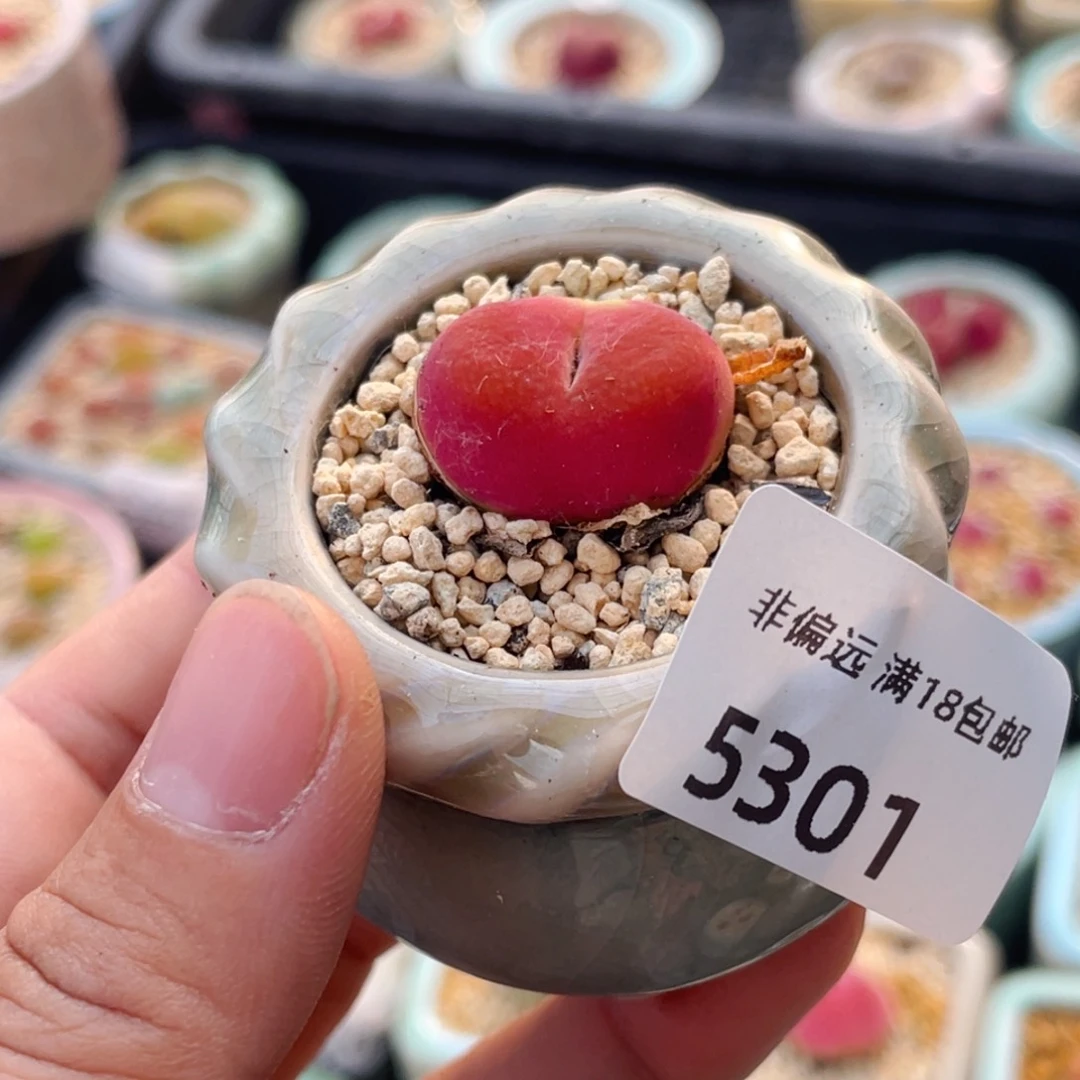 无花朵5301-一物一拍 带盆 水蜜桃 1430.5