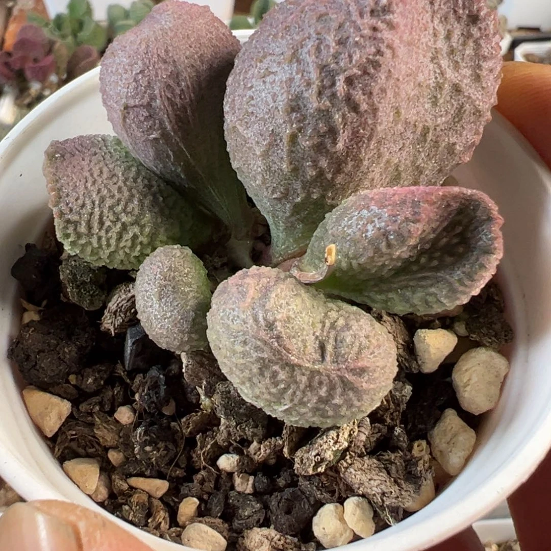 实生新品多肉植物水泡