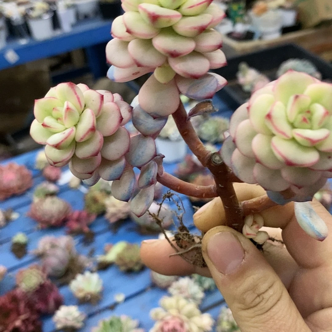 631探戈锦多肉植物哇啦塞