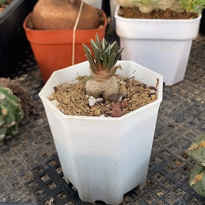 实生黑牡丹，一物一拍