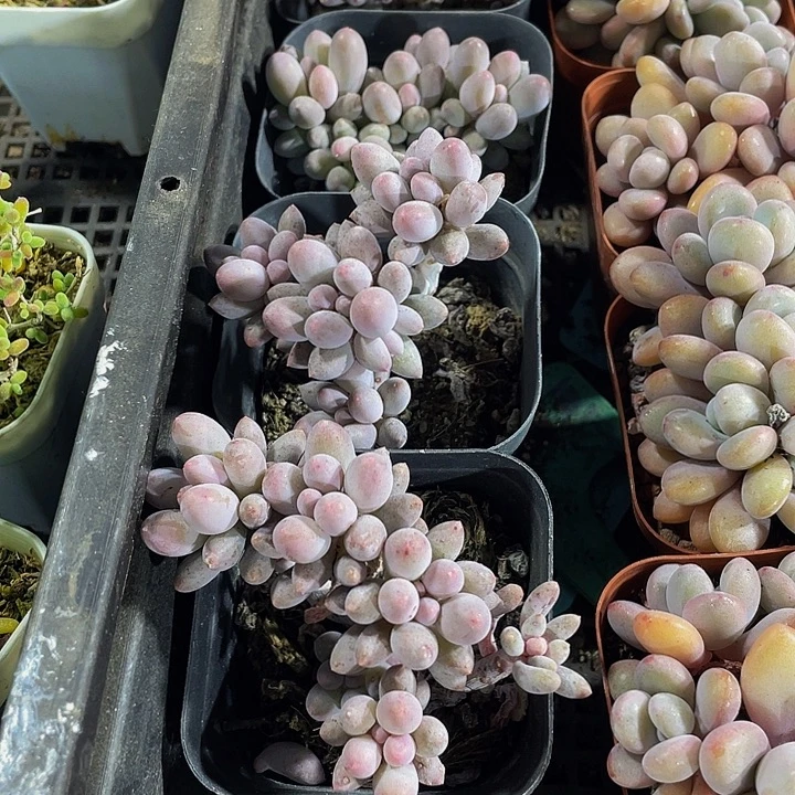 婴儿手指带哦土发过