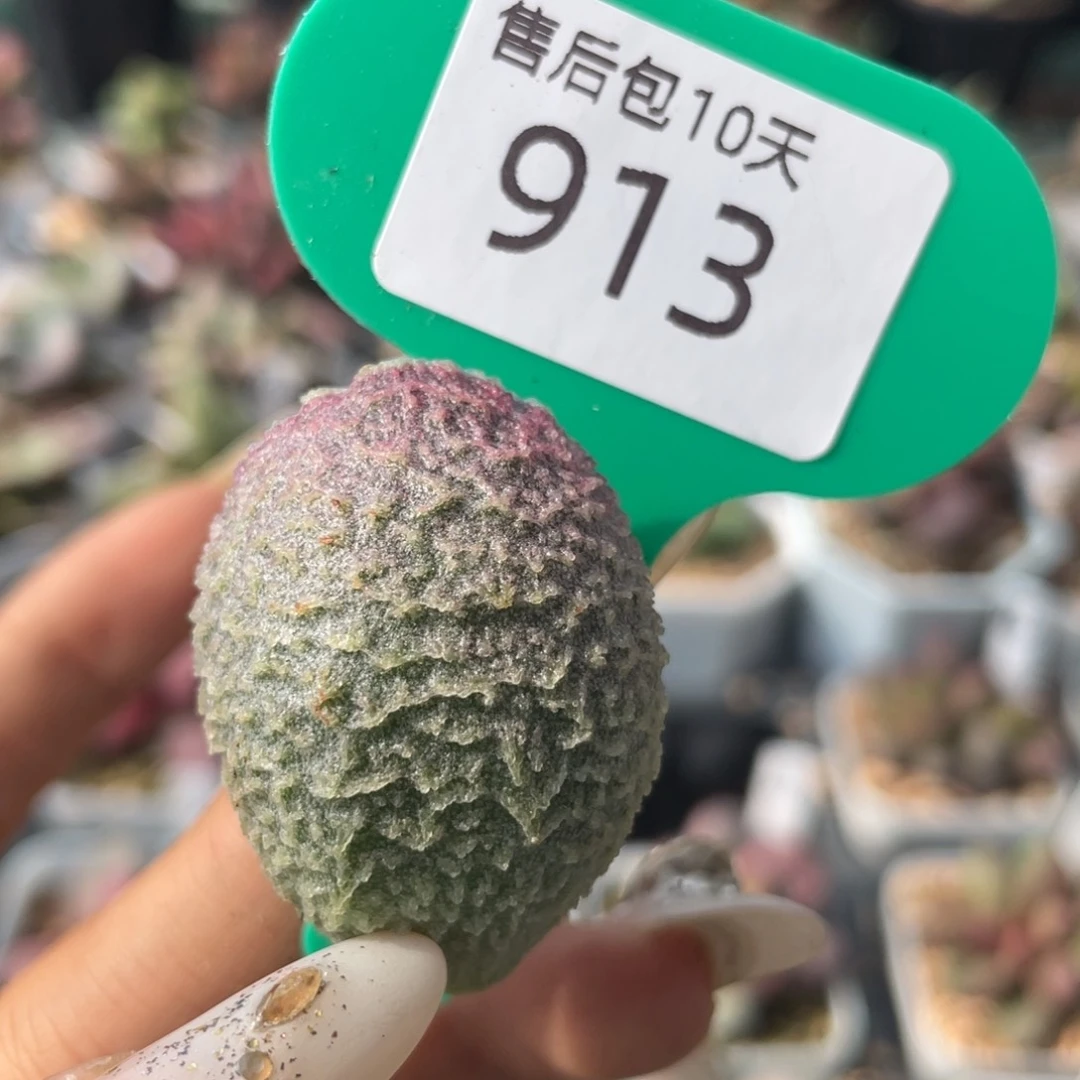 哈默猪肝。 913。