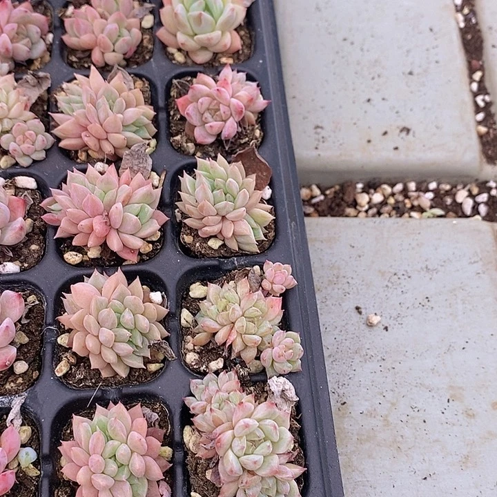 68-70 多肉植物盆栽植物