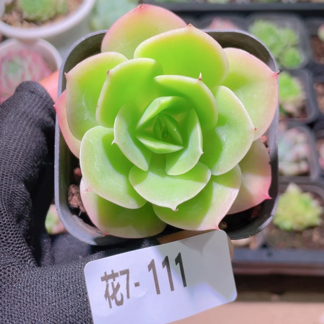 花利美 7-111柠檬酸橙