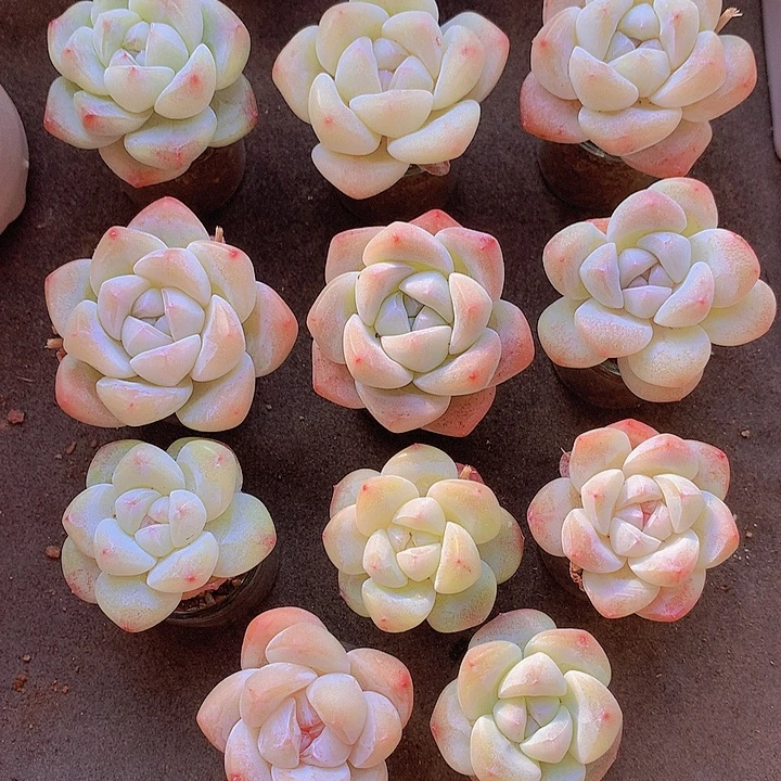 一物一拍，大福利11颗小单头冰玉