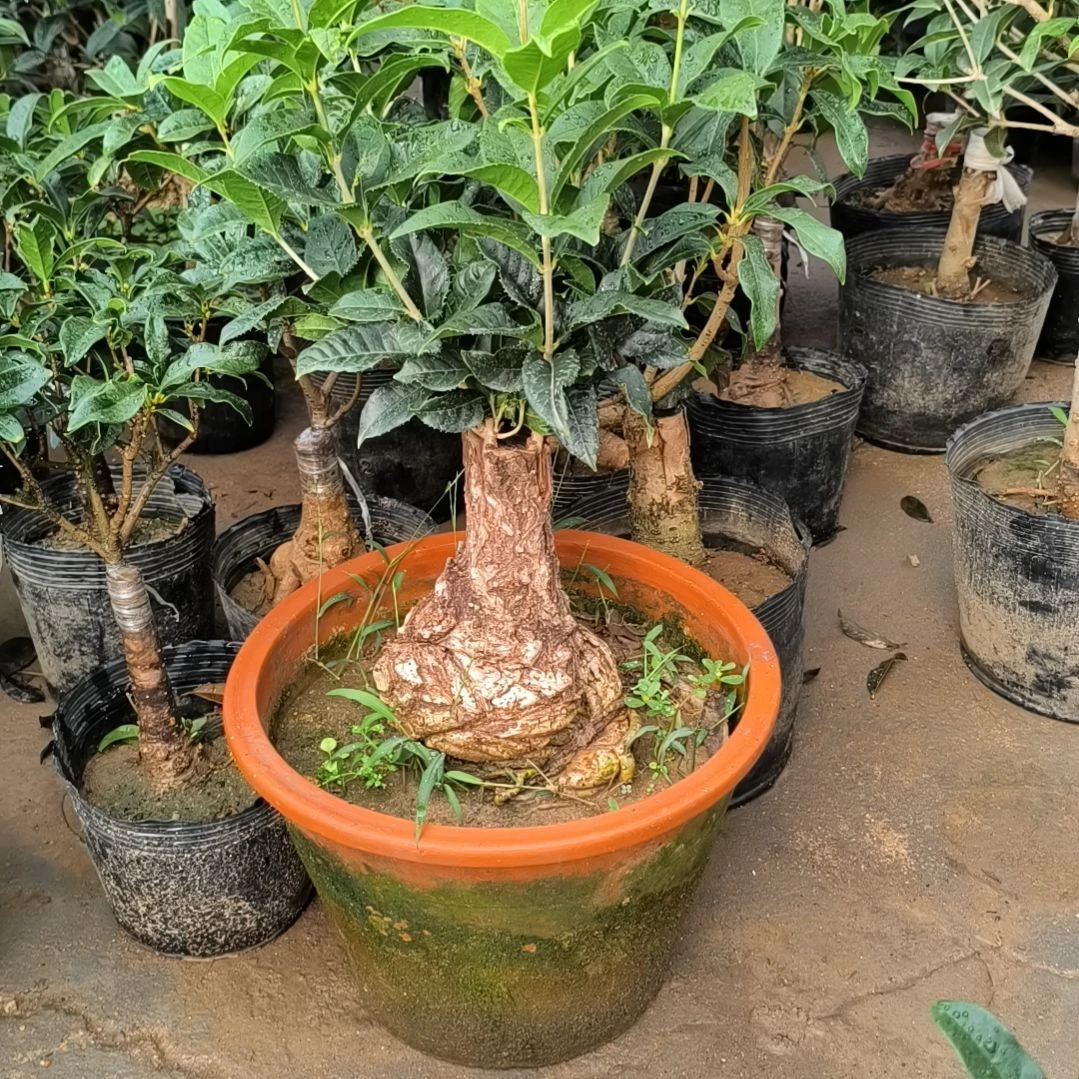 胶***哥完全开放四季桂花朱砂