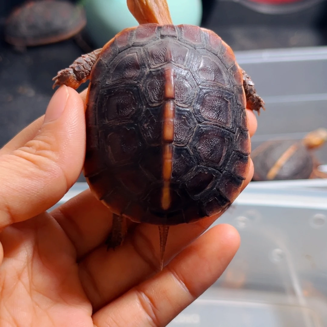 杰***辑宠物龟不分公母直播间挑选活体可爱宠物龟