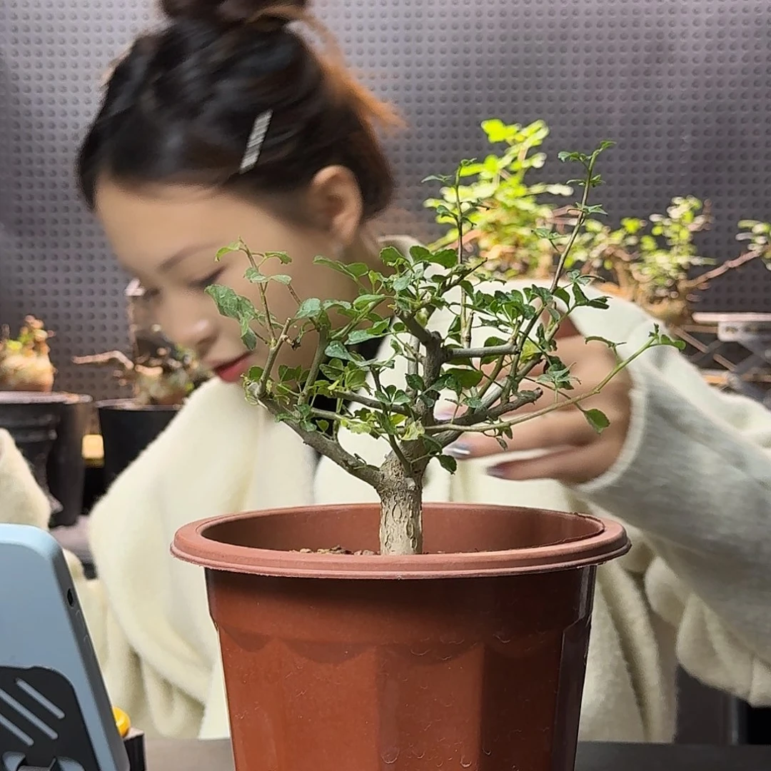 好望角橄榄实生带盆