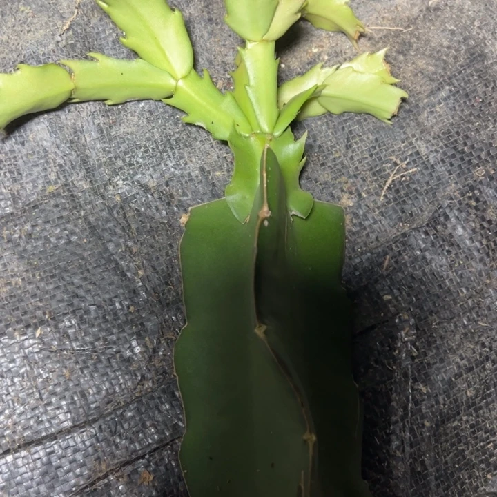 民***傅特里亚娜嫁接小破苗一颗25