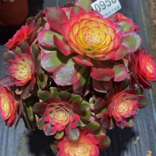 荔枝多肉发师0958