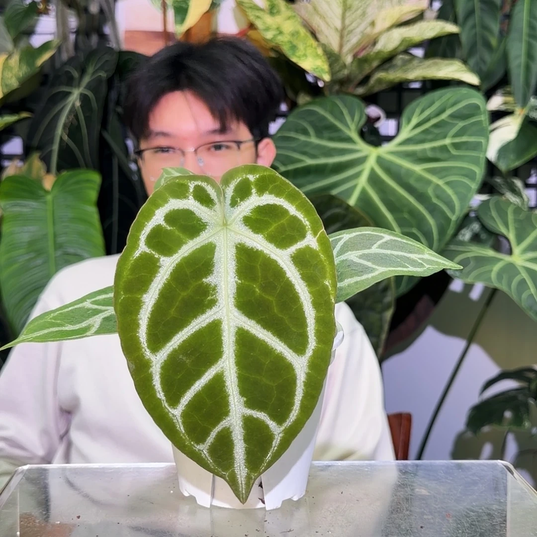 完全开放U137 粗脉华丽杂铜锣烧
