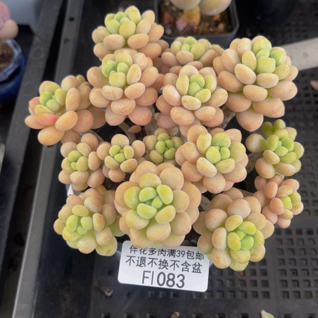 083-手捧洛可可多肉10cm