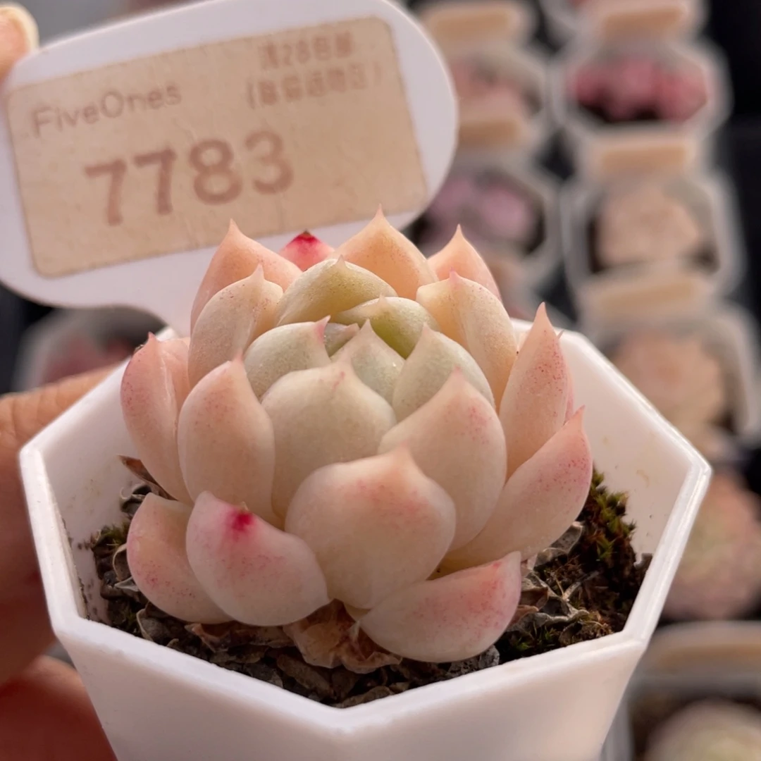 麦秆7783-3.5厘米