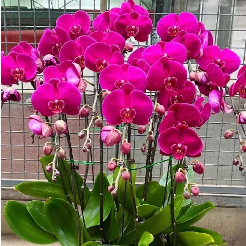 3.5寸加高杯  大辣椒蝴蝶兰  不带花剑   叶片开裂 介意勿拍