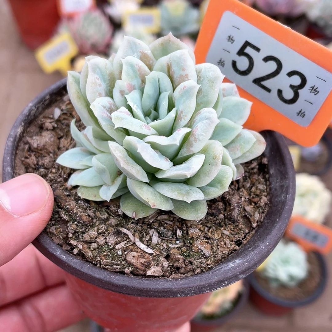 【闪购商品】523号