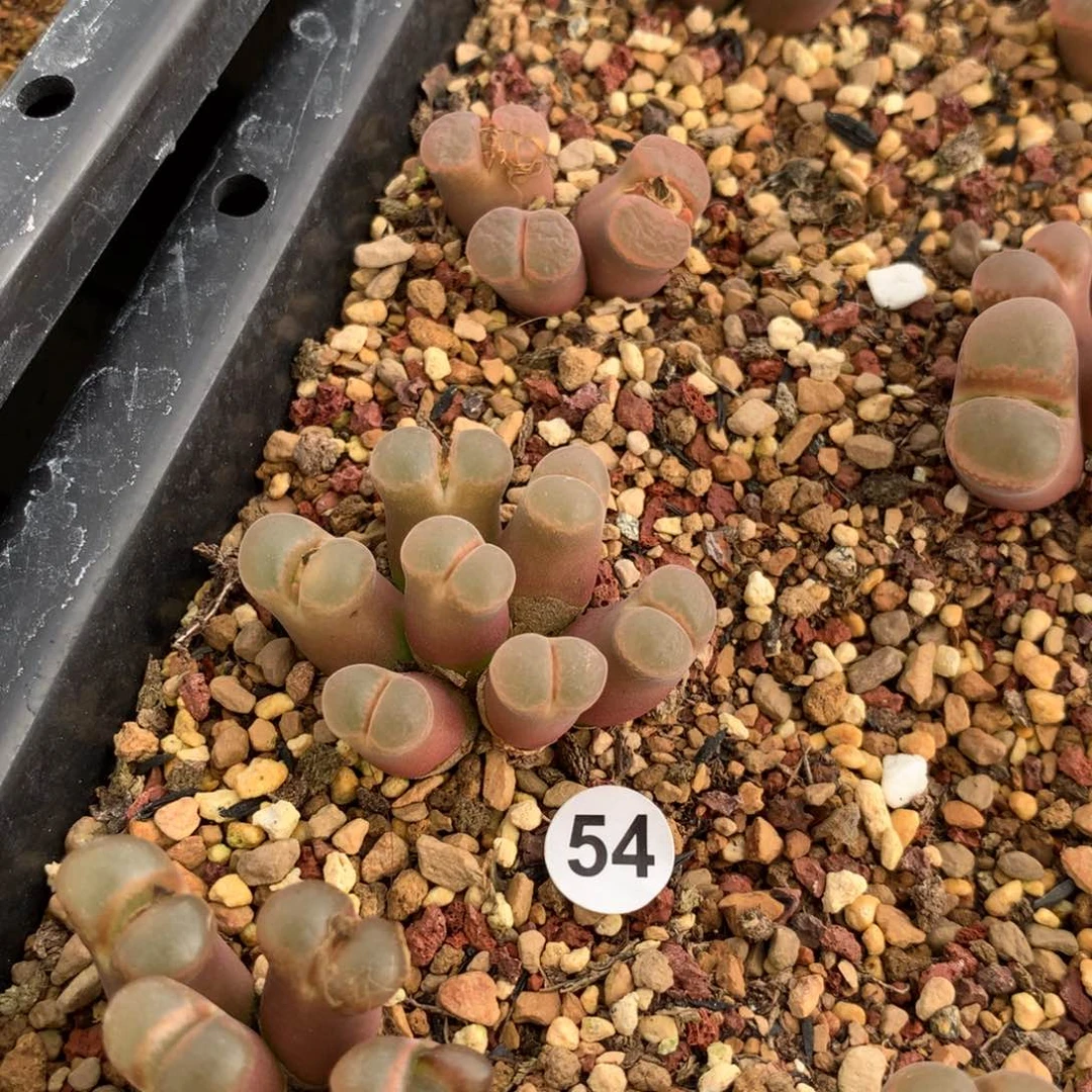 54号风铃母本七头