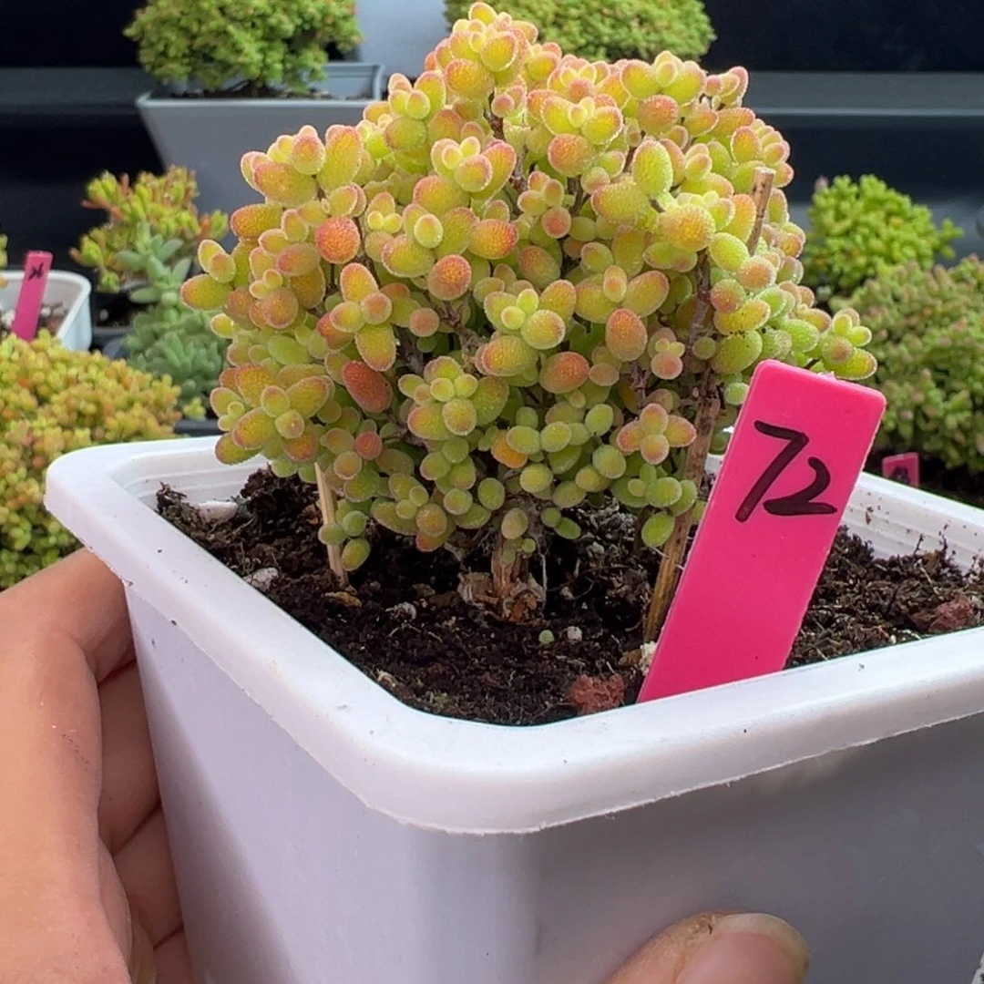 蜜橘糖球72号10cm盆