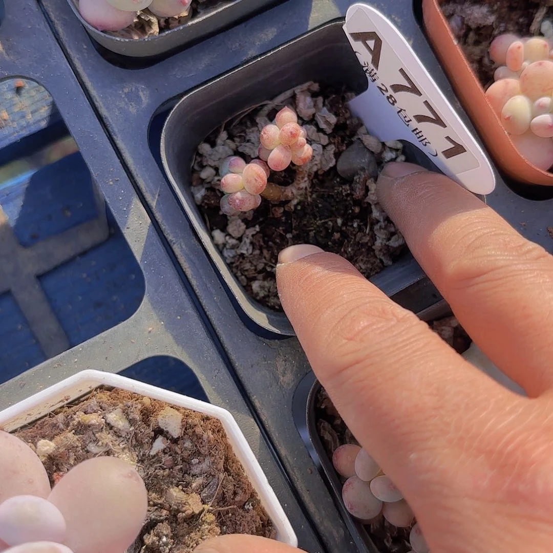 补*哇A771萤火虫一物一拍